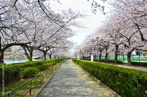 Daiwa Sakuranomiya Park: A Blooming Oasis of Tranquility and Cultural Heritage!