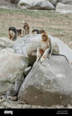 Huayang Scenic Area: A Symphony of Nature and Ancient History!