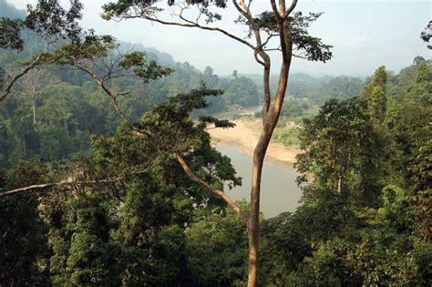 Taman Negara National Park: Immerse Yourself in Ancient Rainforest Majesty and Untamed Wildlife!